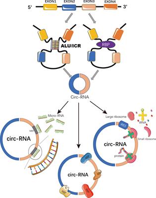 Frontiers | Circular RNAs And Hepatocellular Carcinoma: New Epigenetic ...